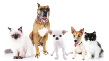 Şirin kedi ve köpekler