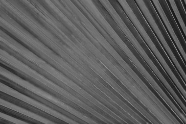 Palmiye yaprağı, retro Stilizasyon