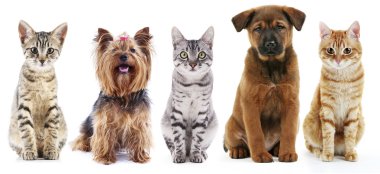 Şirin kedi ve köpekler