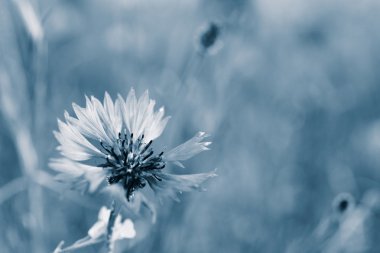 Renkli güzel Peygamber Çiçeği