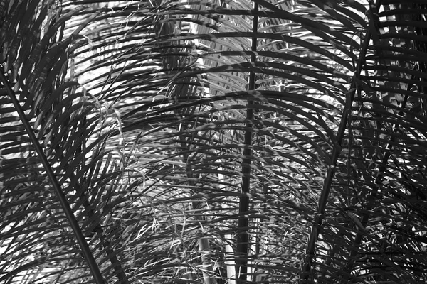 Hojas de palmera, estilización retro — Foto de Stock