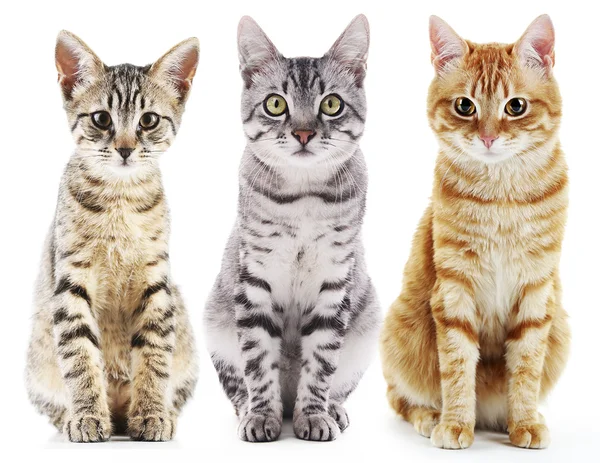Tre söta katter isolerade — Stockfoto