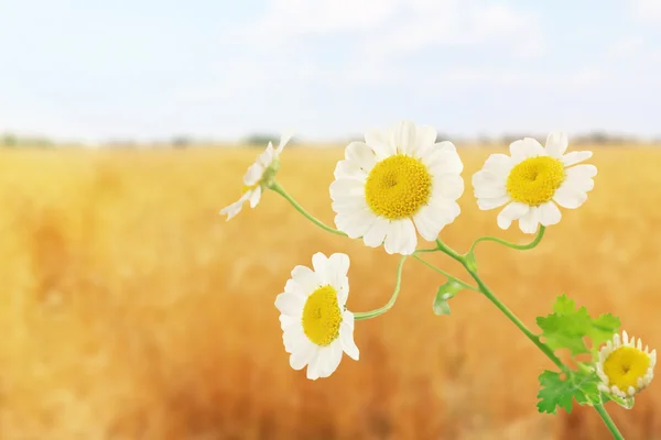 Beautiful wild flowers — Stock Photo, Image