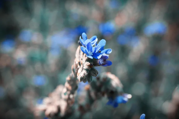 Όμορφη μπλε αγριολούλουδα — Φωτογραφία Αρχείου