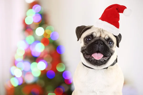 Dog with Santa hat near Christmas tree — Stock Photo, Image