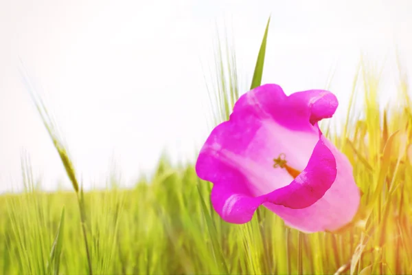 Schöne Wildblume auf der Wiese — Stockfoto