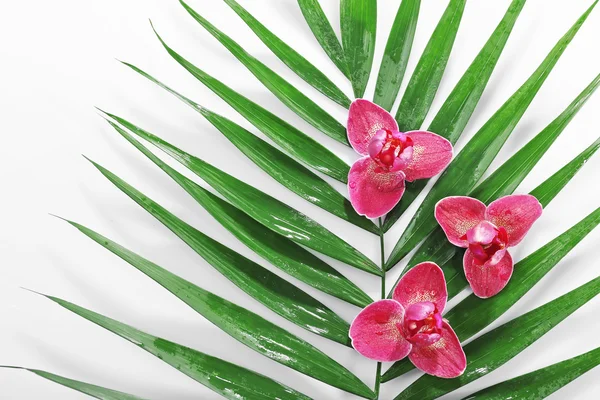 Palmového listí, záběr — Stock fotografie