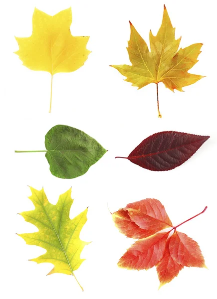 Farklı renkli yaprakları — Stok fotoğraf