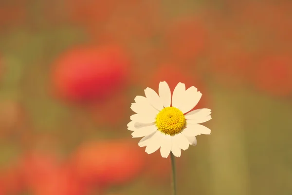 Belle fleur de marguerite — Photo