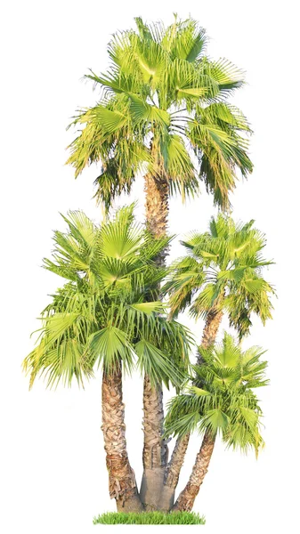 Palm trees on green grass — Stock Photo, Image