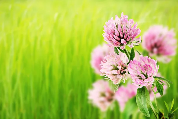 Bellissimi fiori selvatici — Foto Stock