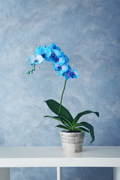 Prachtige blauwe orchideebloemen — Stockfoto