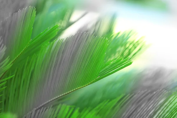 Palmblätter, Retro-Stilisierung — Stockfoto
