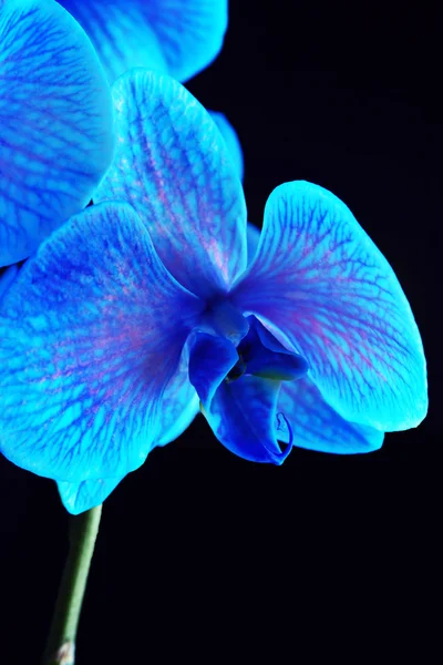 Lindas flores de orquídea azul — Fotografia de Stock