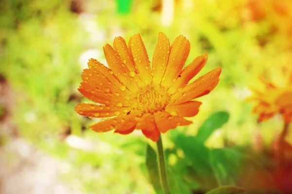 Calendula blomma i fältet — Stockfoto