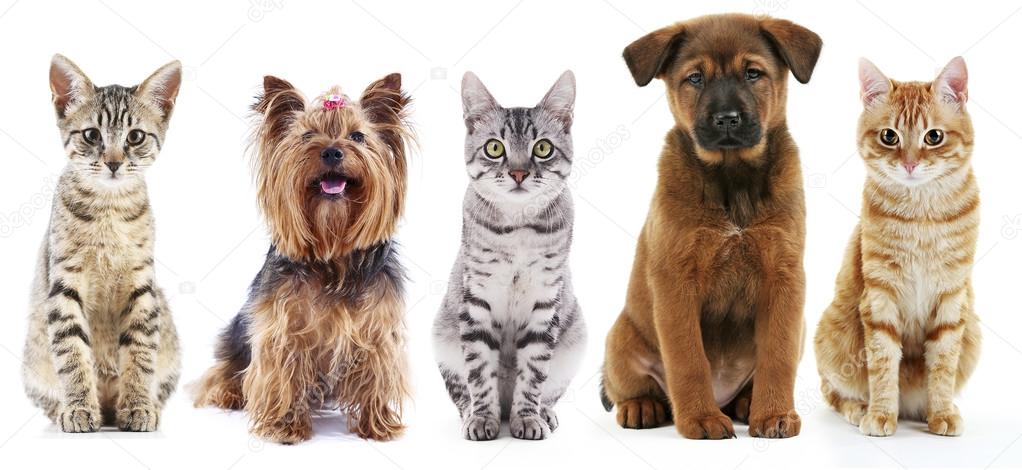 Cute cats and dogs