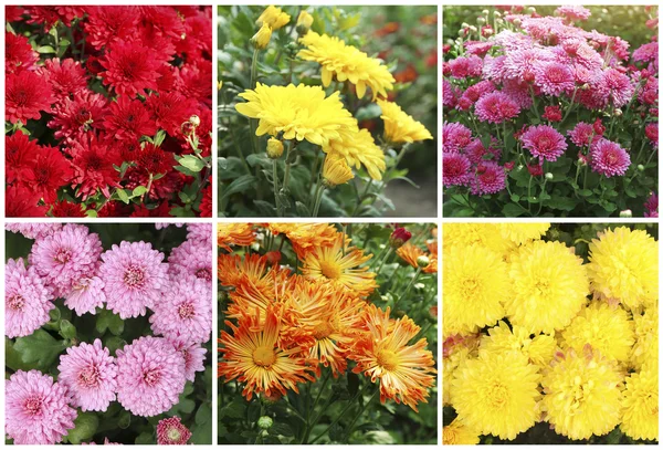 Beautiful chrysanthemum flowers — Stock Photo, Image