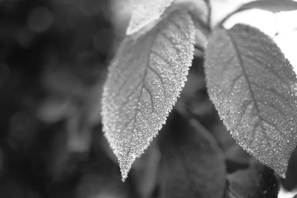 서리가 내린 겨울 잎 — 스톡 사진