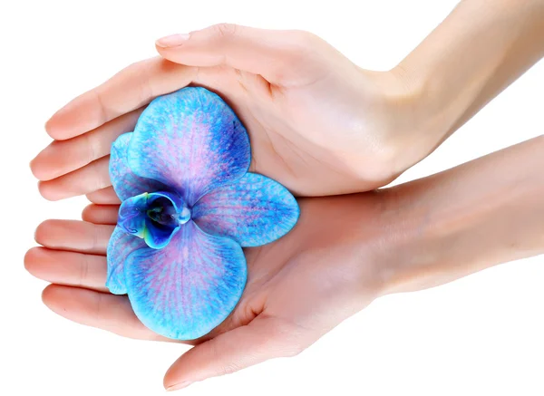 Beautiful blue orchid in woman hands — Stock Photo, Image