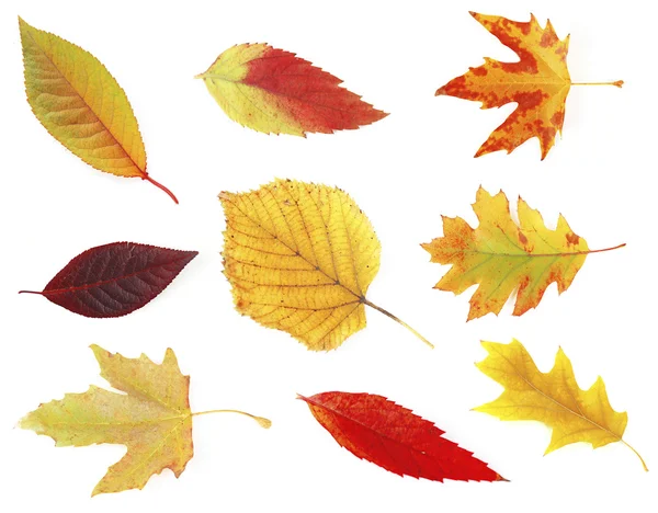 Different autumnal leaves — Stock Photo, Image