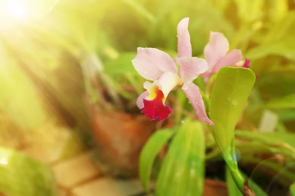 Цветная орхидея — стоковое фото