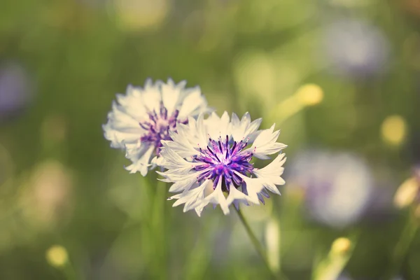 Mooie korenbloemen in veld — Stockfoto