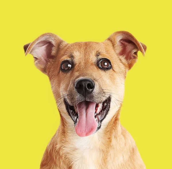 Little cute puppy on yellow — Stock Photo, Image