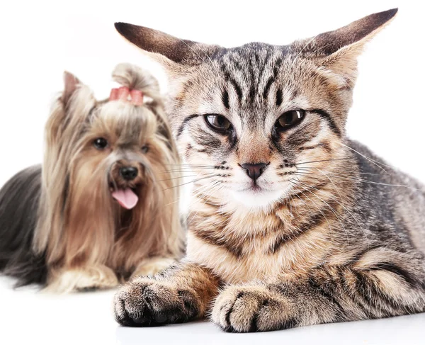Chat en colère et chien heureux — Photo