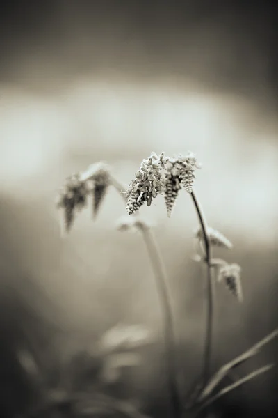 美しい野生の花 — ストック写真