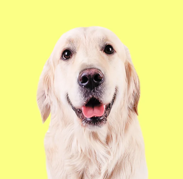 Golden Retriever su sfondo giallo — Foto Stock