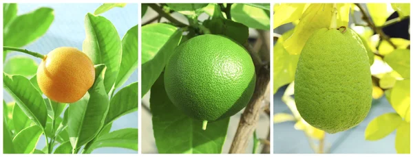 Collage with citrus tree