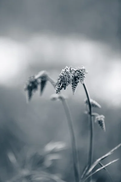 フィールドの美しい花 — ストック写真