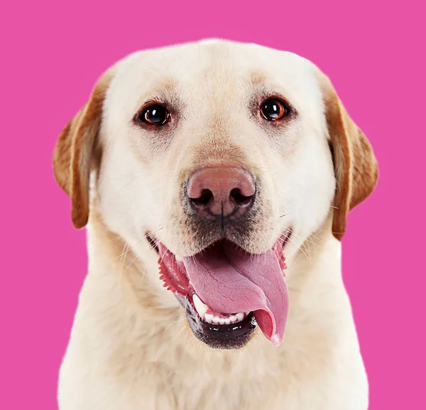 Labrador sur fond rose — Photo