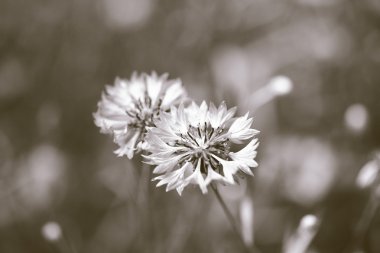 alandaki güzel Peygamber