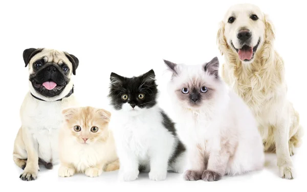 Cute cats and dogs — Stock Photo, Image