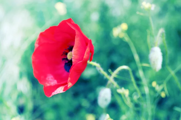 Poppy flower, outdoors — Stock Photo, Image