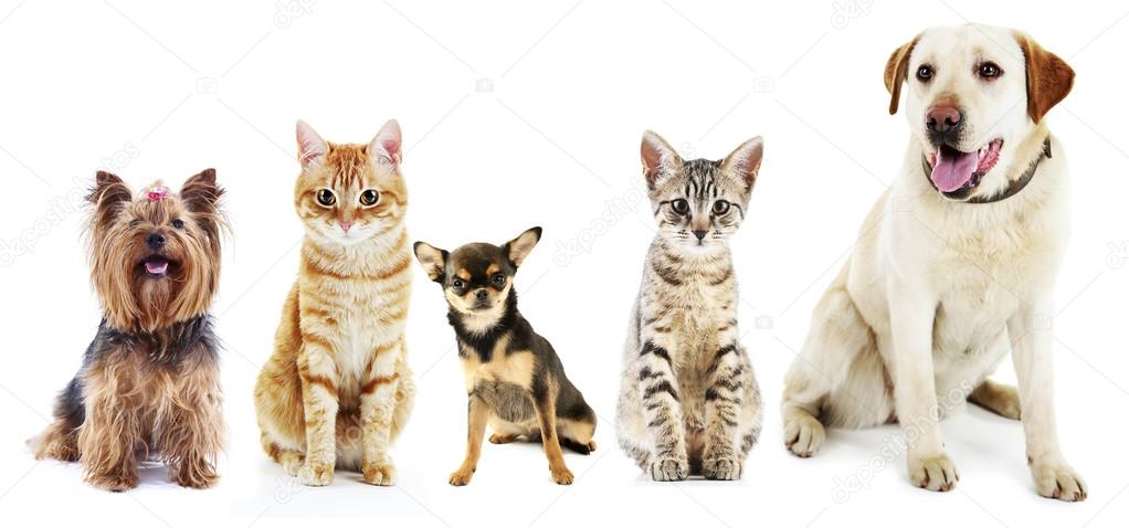 Cute cats and dogs
