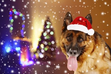 köpek Noel ağacı yakınındaki Santa şapka ile
