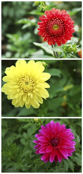 Collage med dahlia blommor — Stockfoto