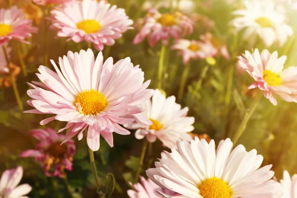 Bellissimi fiori all'aperto — Foto Stock