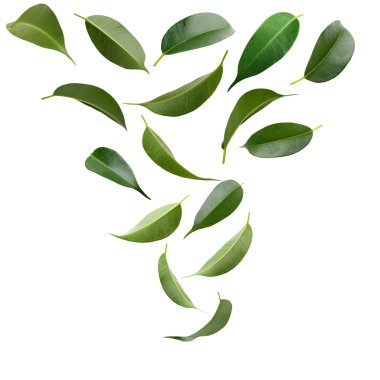 Collage of beautiful green leaves  clipart