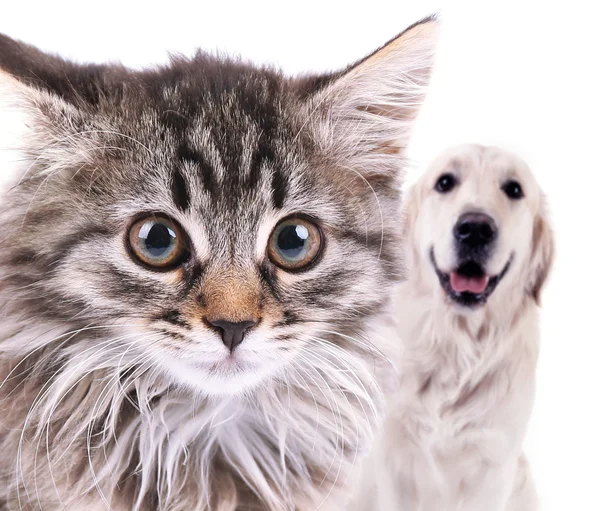 Arg katt och glad hund — Stockfoto