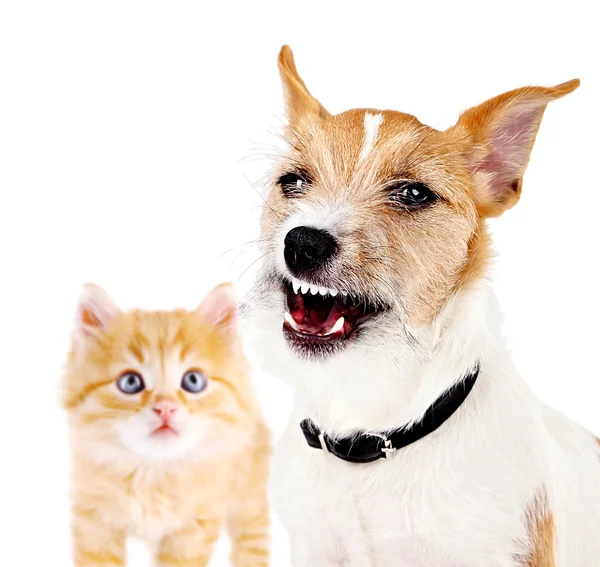 Arg hund och glad katt — Stockfoto