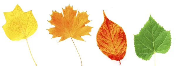 Different colorful leaves — Stock Photo, Image