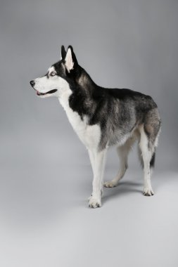Genç ayakta Husky