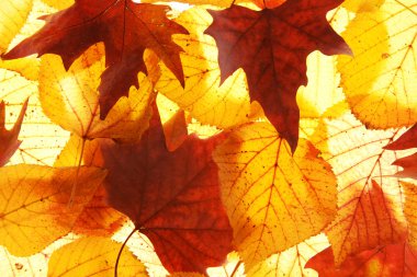 sonbahar yaprakları arka plan