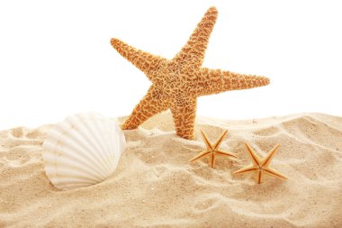 Deniz yıldızı ve kabukları kum üzerinde 