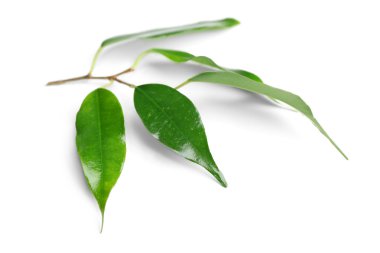 taze kauçuk ağacı