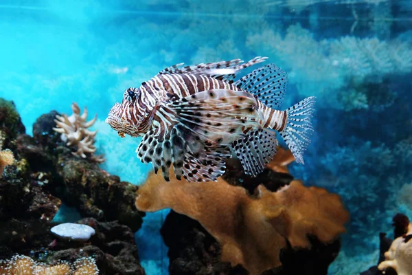 Peces exóticos en un acuario —  Fotos de Stock