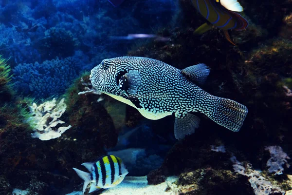 Poissons exotiques dans un aquarium — Photo